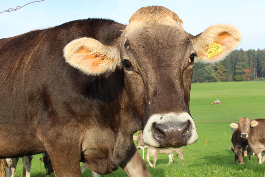 Wissen rund um die Kuh OMIRA Milch